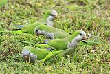 Monk Parakeetborder=